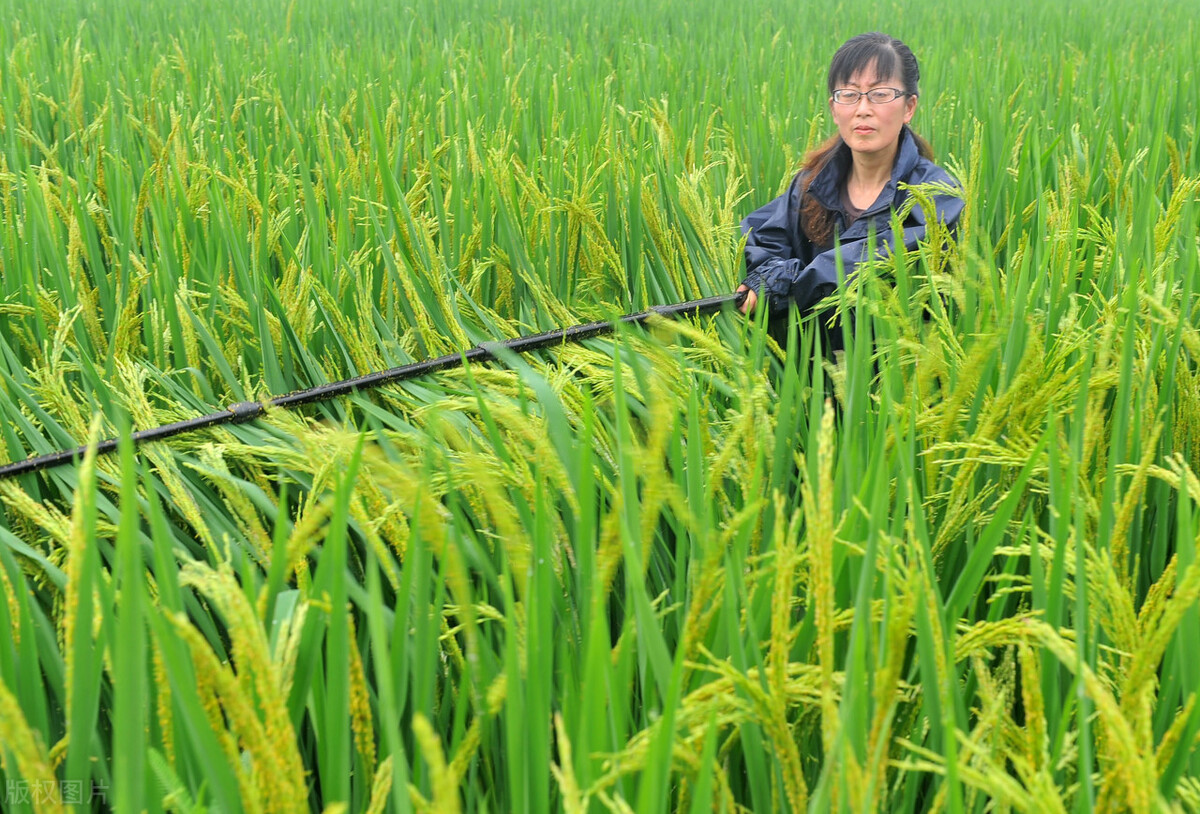 网购敢卖假农药吗,网购农药一百单