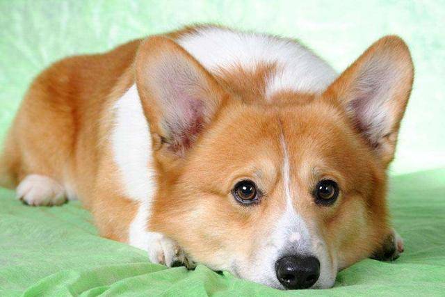 饲养柯基犬有哪些需要注意的地方,柯基犬为什么不能饲养