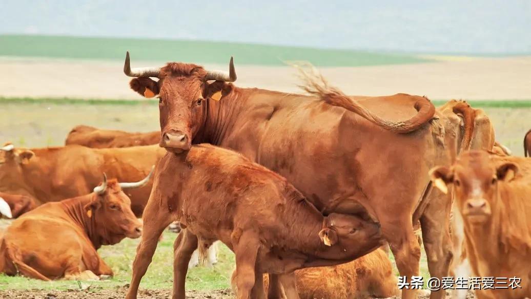 除了畜牧业还有什么业,除了养猪还有什么可以挣钱