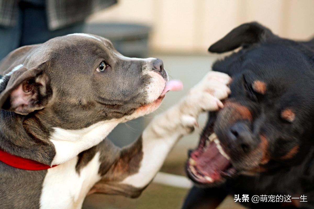 狗犯错了打了它它一直笑,狗犯错打狗它知道错吗