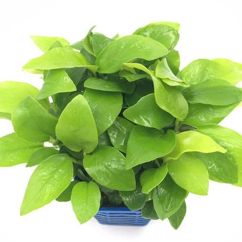 水草收到后怎么处理,收到水草活体以后怎么处理