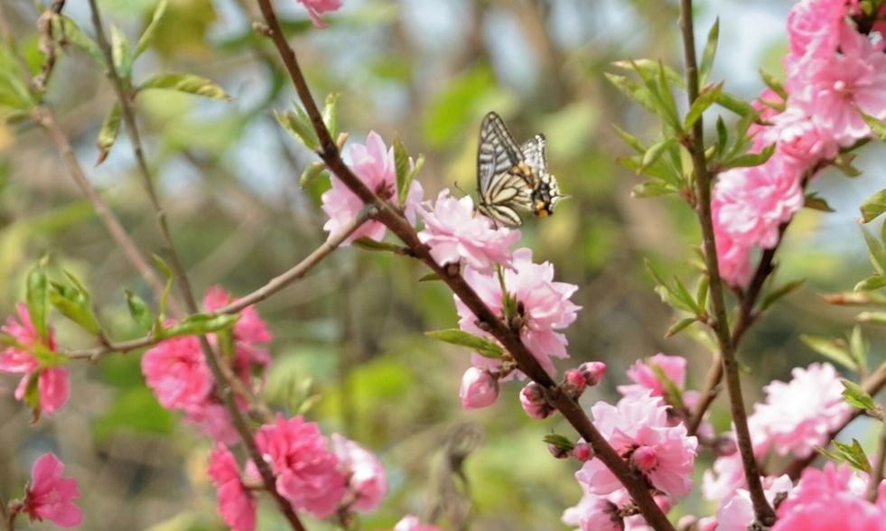 二十四节气春分歌曲,二十四节气春分手抄报