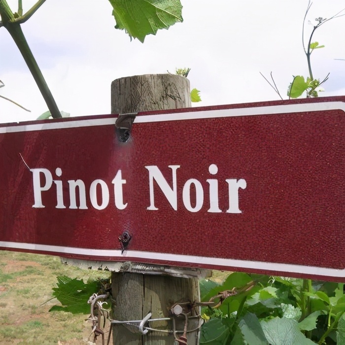 葡萄酒看什么,葡萄酒的葡萄品种介绍