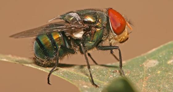 存在即合理消亡,如果苍蝇灭绝了世界会怎样