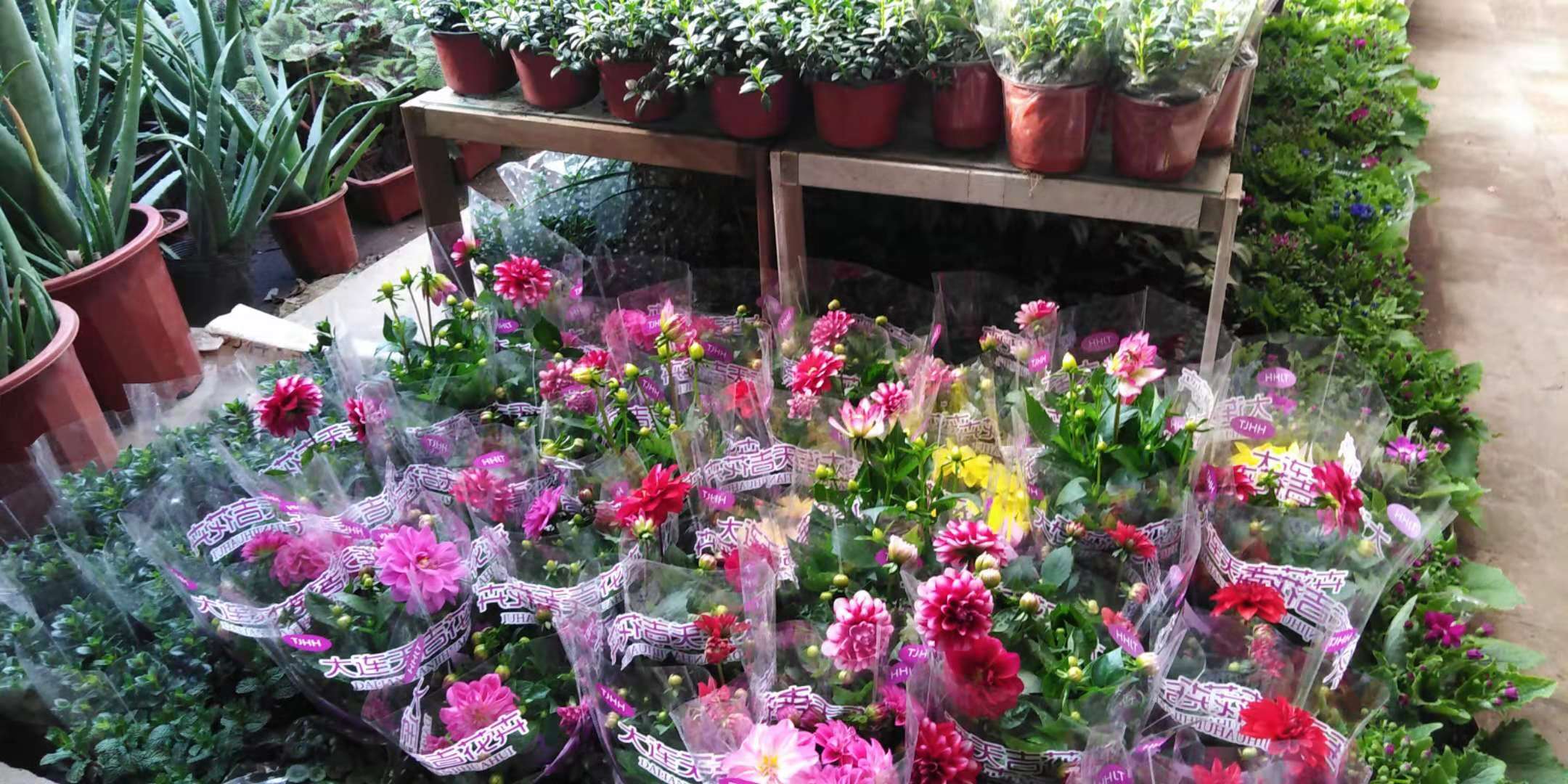 沈阳花卉市场扔花的地方,沈阳花卉市场