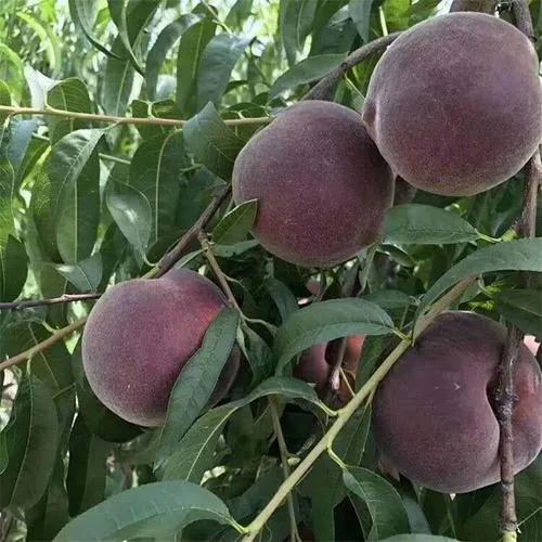 高价格水果品种大全,好打理的水果种植品种