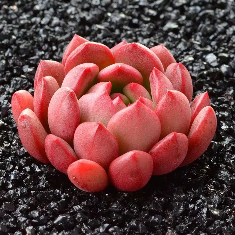 又萌又美丽好养的多肉,哪些多肉是小可爱种的