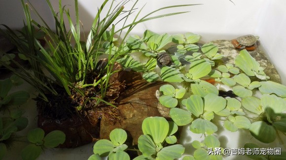 龟友都是怎么养乌龟的,新手怎么养黄喉龟