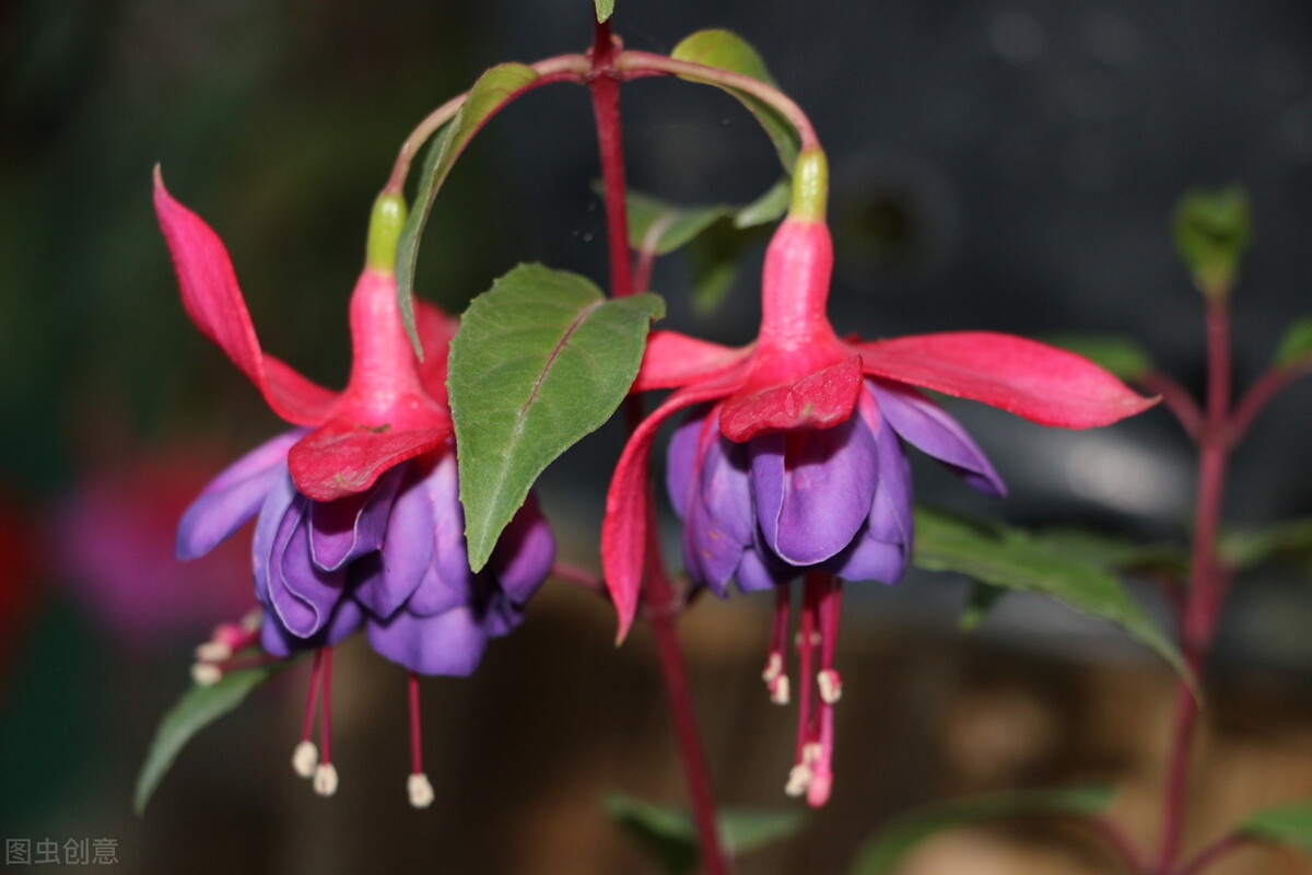 那些令人赞叹的庭院花卉,5种庭院生活方式的花卉