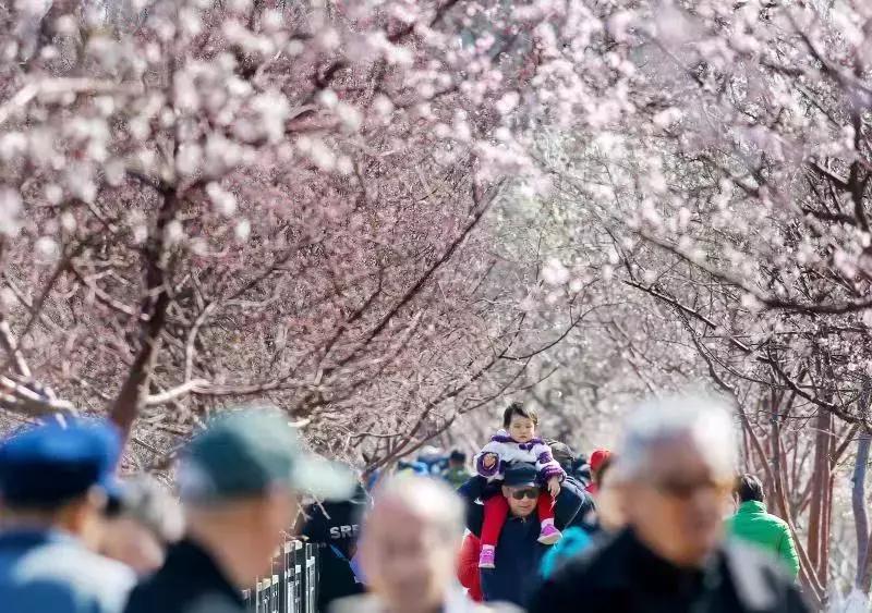 天津桃花堤赏花时间2021,天津桃花堤桃花什么时间开花
