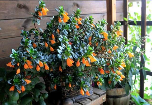 进入秋季该如何养护金鱼吊兰,盆栽金鱼吊兰的夏季养护