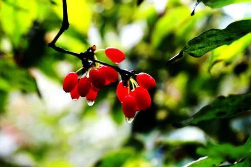 藏在古诗里的中草药,中药养生小零食