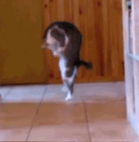 新手养猫没经验?小猫到新家,遇到问题详解(新手必看)