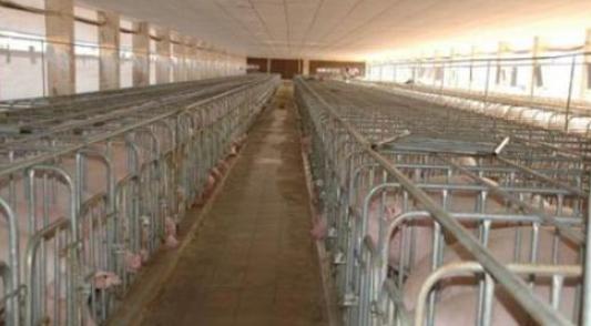 软蜱造成非洲猪瘟的几率有多大？