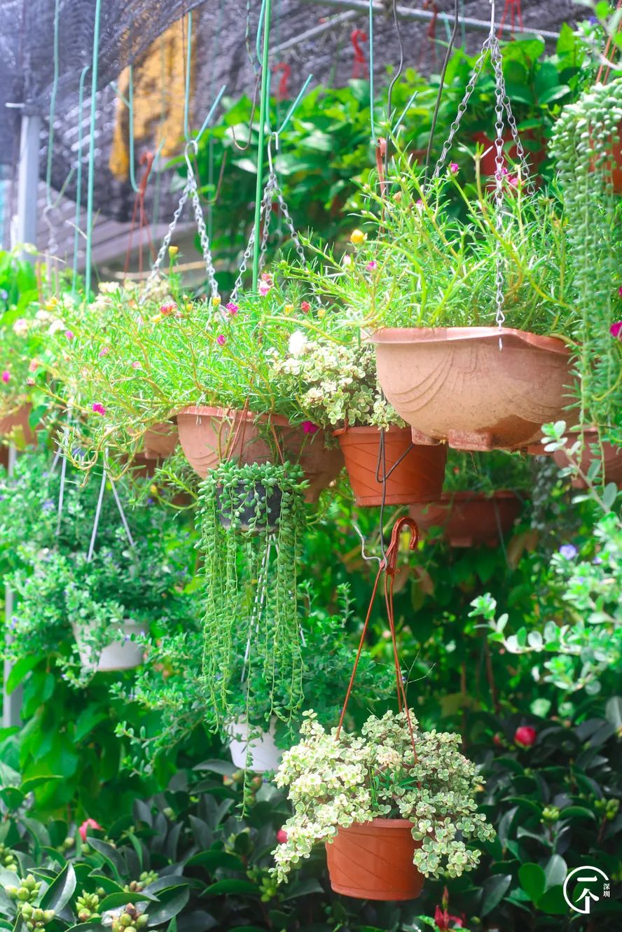 布吉老街粮食大厦房租,布吉下李朗单间房租