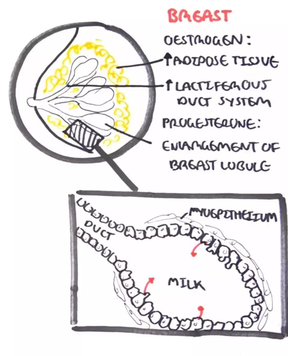 医学知识科普产后康复,开局不可言语最新章节在线阅读