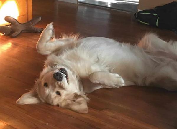 摸狗肚子为啥哼哼,摸狗肚子时它为什么咬你