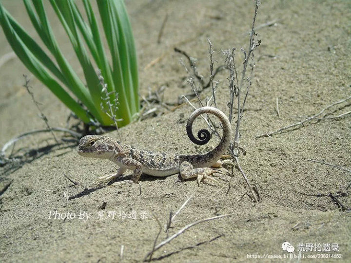 荒野拾遗录,荒野拾遗录完整