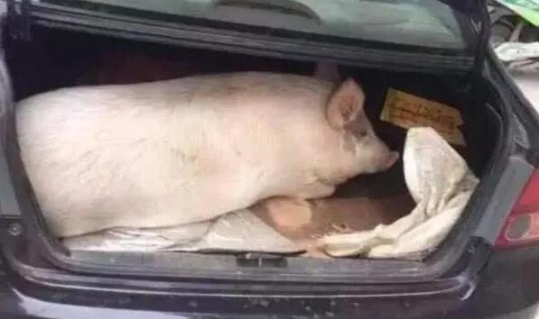 后备箱有四不放,汽车后备箱不能出现这4种东西