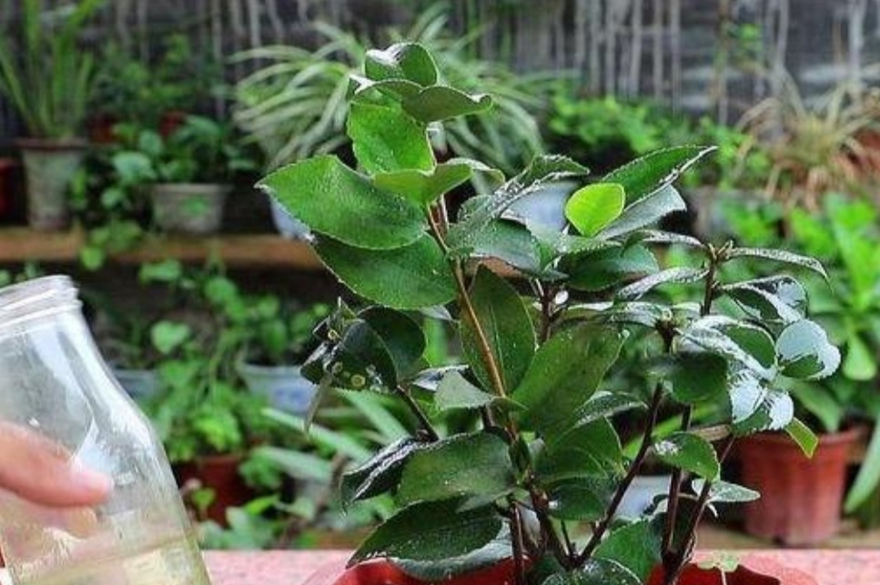 花叶子有灰尘怎么擦更亮,花卉叶子有灰尘如何快速清理