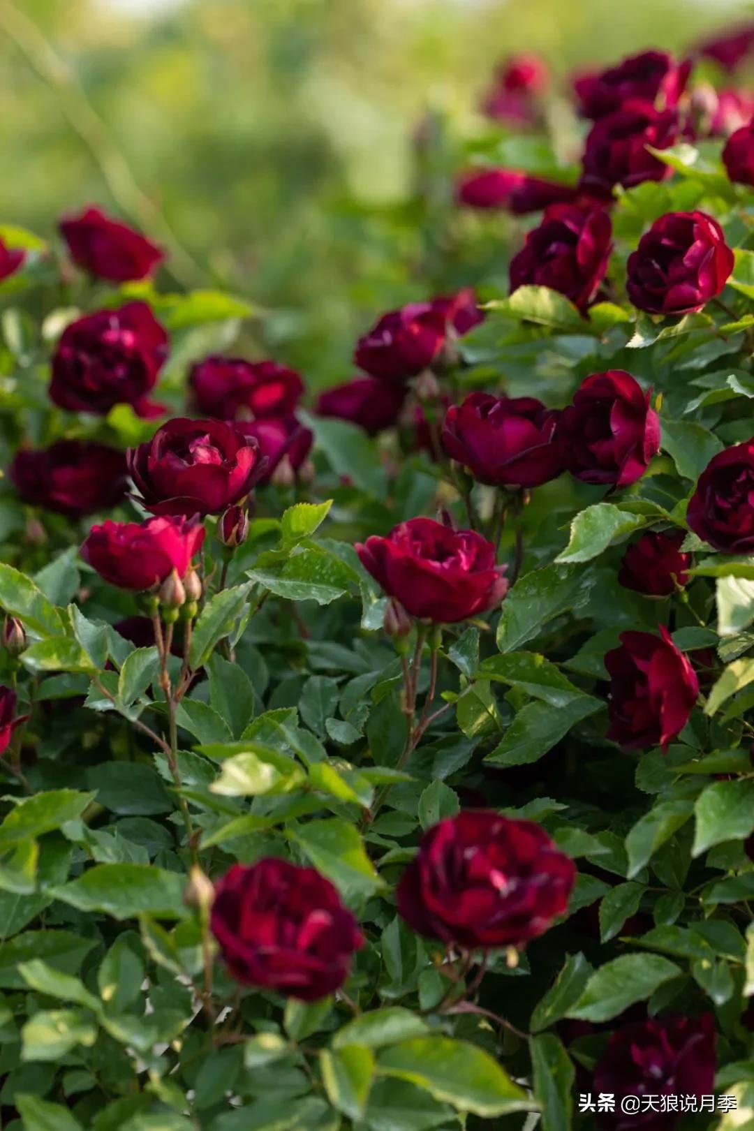 适合北阳台种的花园,采光差适合什么藤本月季