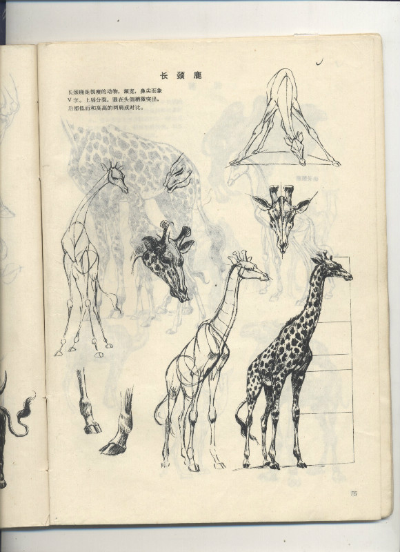 一百幅动物素描,近百幅动物画