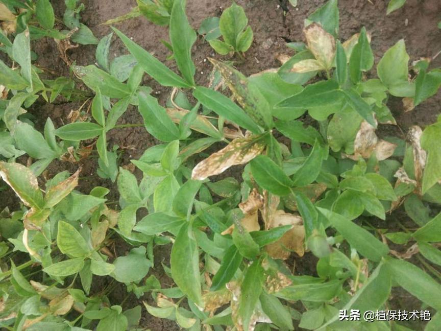 半夏怎么用治咳嗽,半夏叶斑病防治药