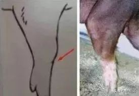 养猪实用技术——高产母猪的身体特征(图解)