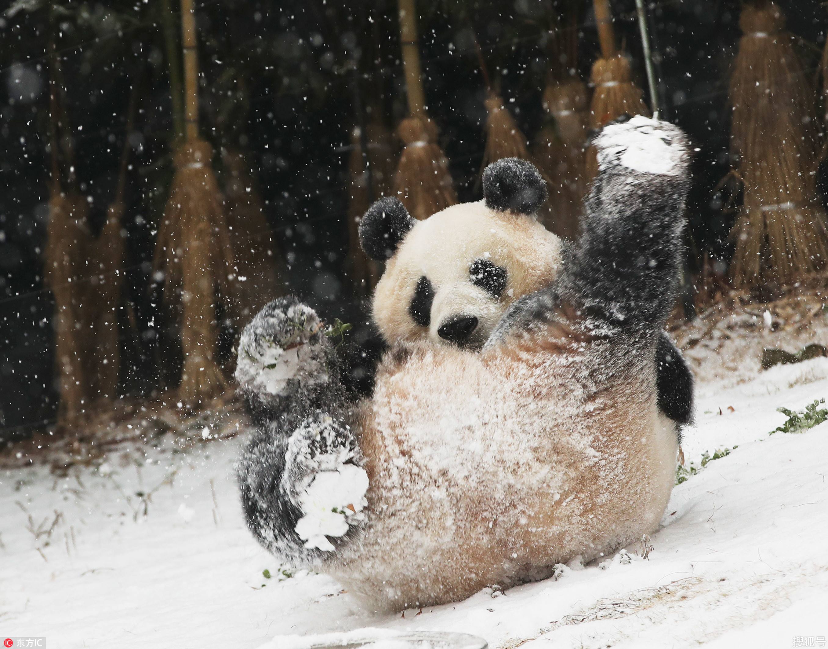 可别不把屁股蹲当回事!如果摔倒,也要选择一个姿势