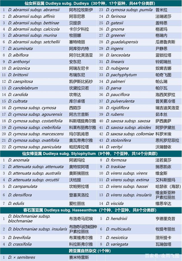 仙女杯苹果叶多肉植物,多肉植物初霜仙女杯