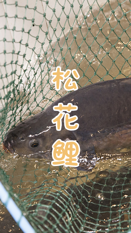 咱东北的骄傲，仅凭炖鱼在全国开了300家!