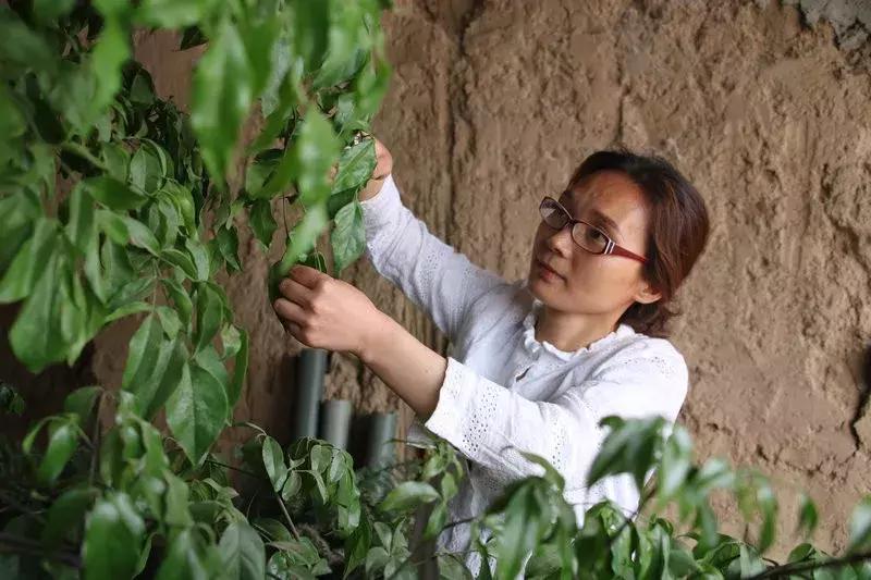 湘妹子的“花世界”——记黄陵县妇女创业能手张凤姣