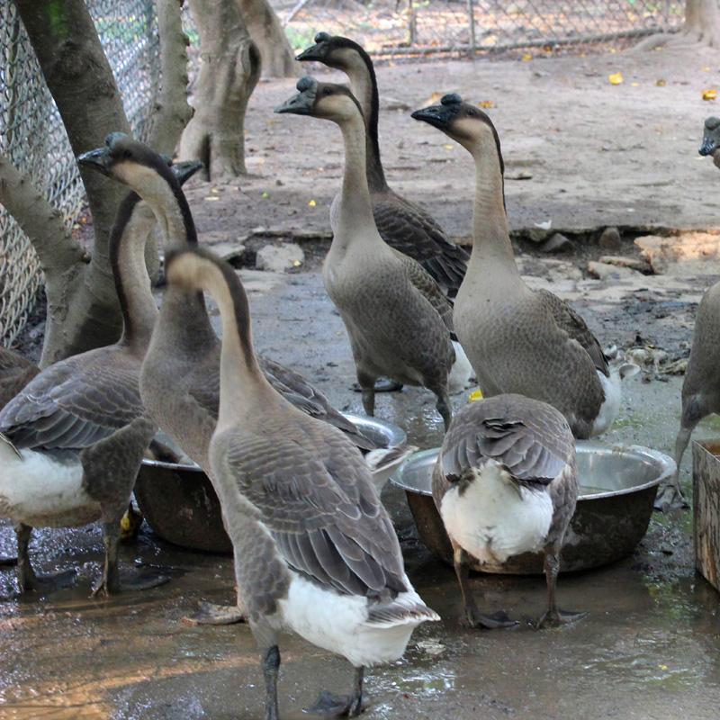 养殖乌鬃鹅每天的成本,大头鹅养殖技术大全