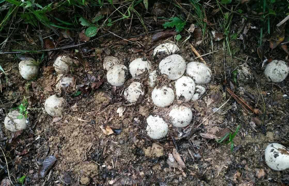被蟒蛇吞下匕首能逃出来吗,被巨蟒吞下后有几率活下来吗