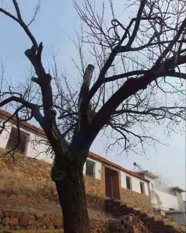 「社会扫描·村庄」莱阳榛子沟村探宝树