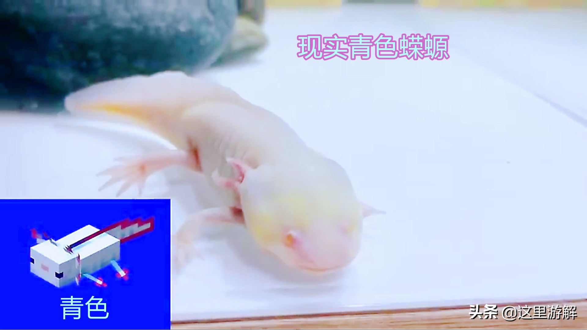 我的世界蝾螈在水里消失了,我的世界真实的蝾螈模组