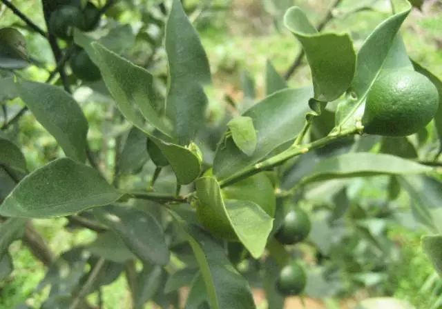 柑橘12月有什么病害虫害,柑橘全年病害虫害最新防治方法