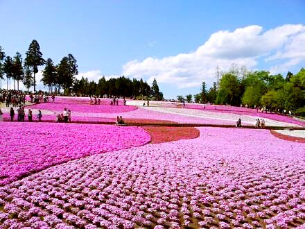河北芝樱丛生福禄考种植基地,上海芝樱丛生福禄考报价