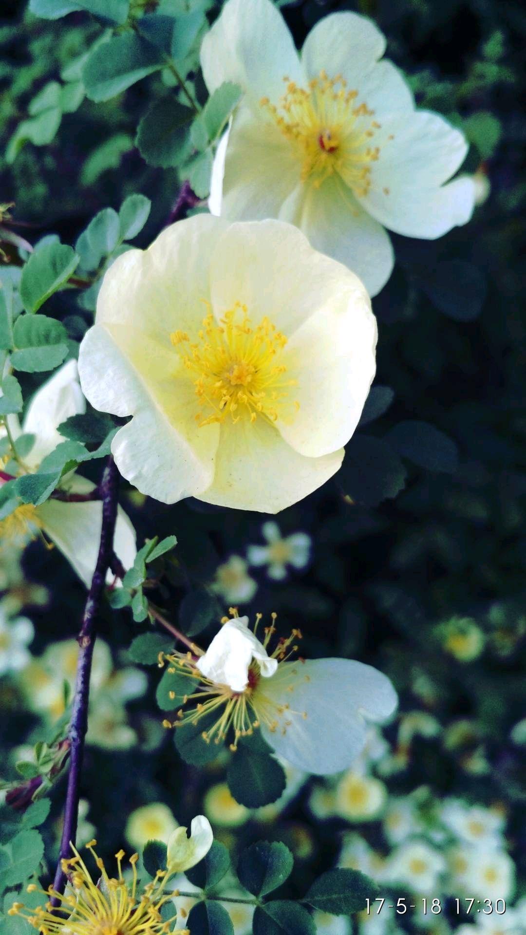 华为p10plus拆解视频,华为p10pro陶瓷白