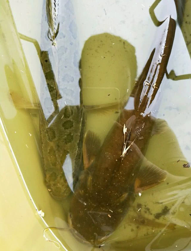 又到钓鲫鱼的季节,冬季钓鲶鱼的最佳时间段