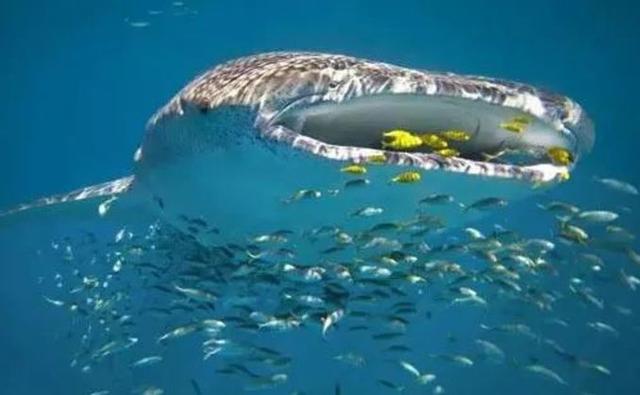 恐龙是如何从两亿年前灭绝的,几十亿年前恐龙真的全部灭绝了吗