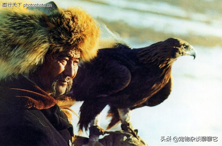 “终极杀手”草原猎鹰,击杀只在一瞬间