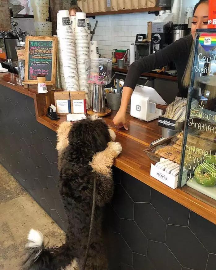 宠物能喝纯牛奶吗,宠物能喝白酒吗