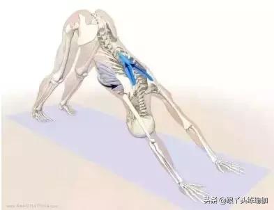 下犬式的好处,每天下犬式有什么好处