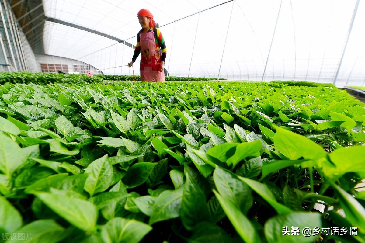 种菜先学会使用食醋，促长、增产、防治病虫害，样样精通