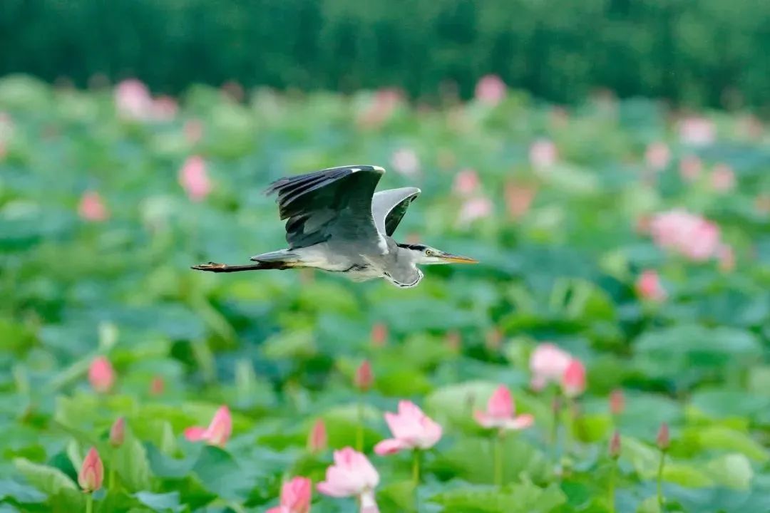拍鸟平民镜头,业余爱好拍鸟装备