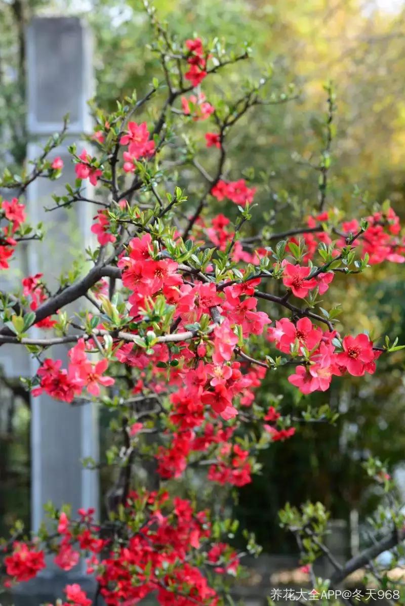 百花图谱大全100幅,工笔百花图谱100种