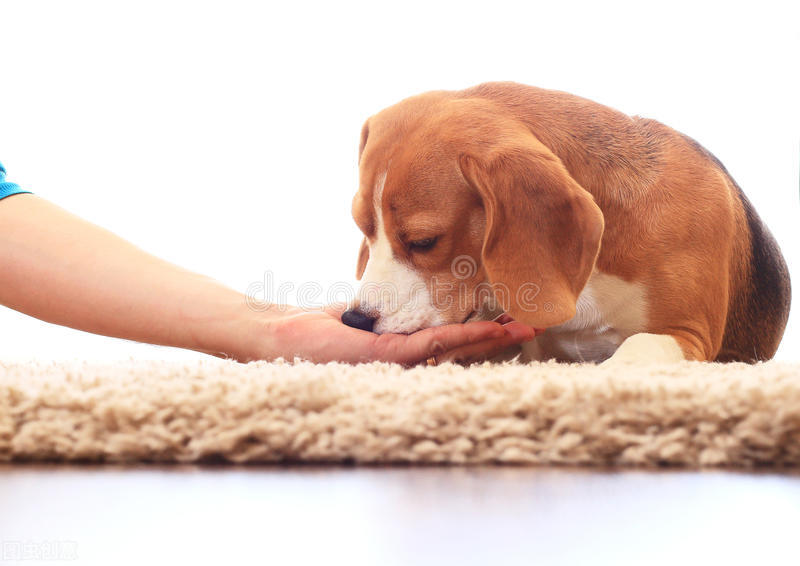 怎么样才能提高狗的食欲,怎么增加狗狗食欲的方法