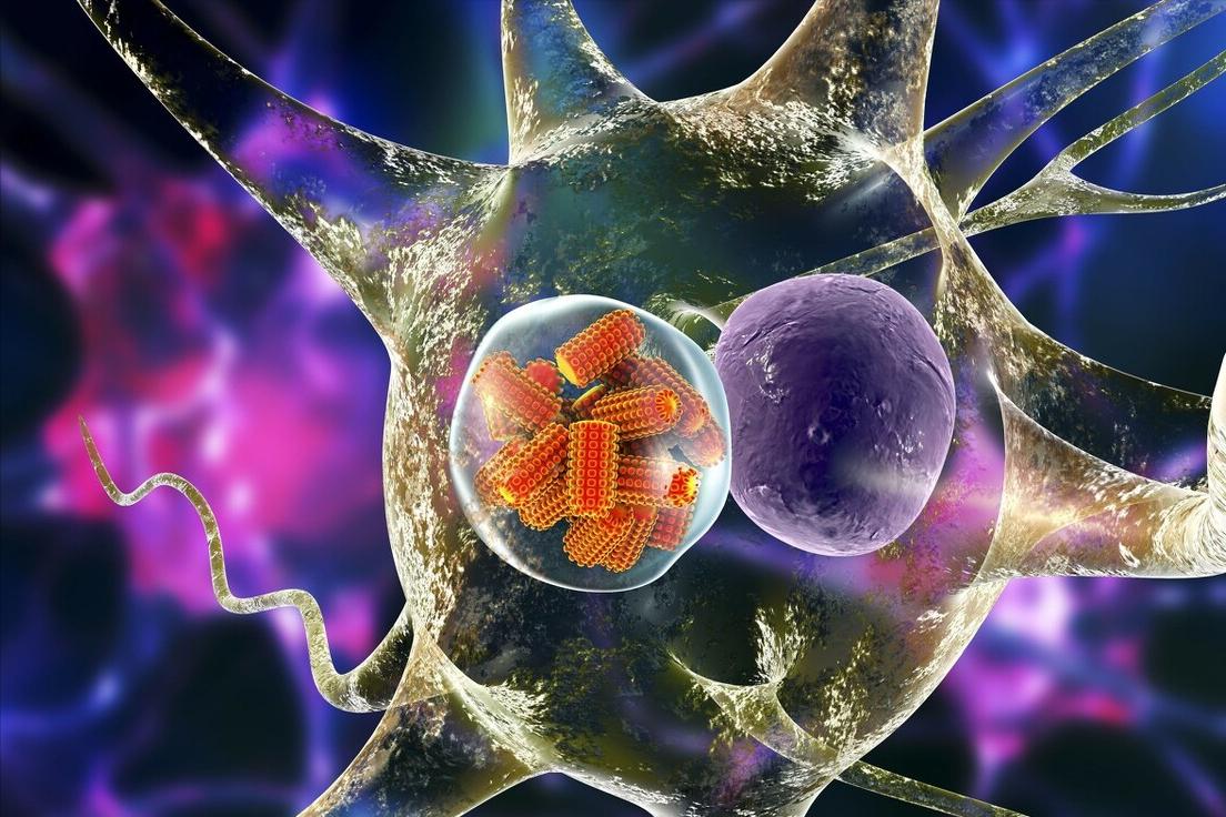 狗狗狂犬病发作的症状表现,狗狗有什么症状才是狂犬病