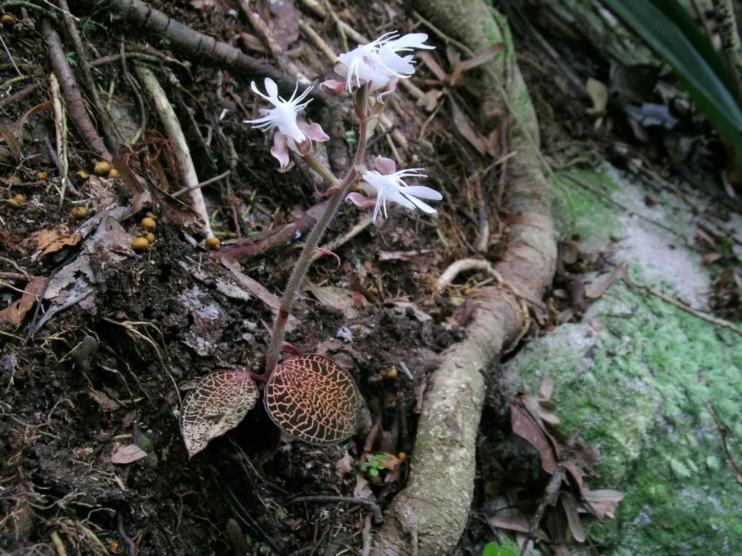 林草科普图片,林草科普